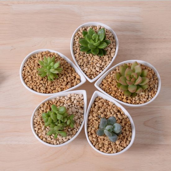 Adorno Característica Personalidade Mesa Com Flores Brancas Pote Pequeno