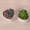 Adorno Característica Personalidade Mesa Com Flores Brancas Pote Pequeno