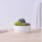 Desktop Cafe 6 Base de madeira Treliça de vaso de flores de cerâmica