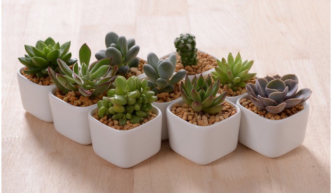 Decora&ccedil;&atilde;o de mesa criativa Mini vaso de flores de cer&acirc;mica branca